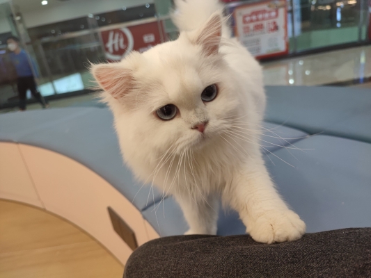 赤峰惠姐貓舍電話號碼查詢-第1張圖片