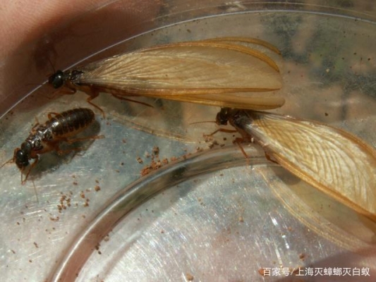 赤峰市滅白蟻電話是多少號-第1張圖片