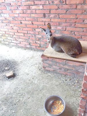 赤峰林麝養(yǎng)殖場(chǎng)地址電話號(hào)碼-第1張圖片