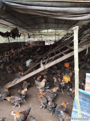 赤峰雞鴨鵝養(yǎng)殖場電話地址查詢-第1張圖片