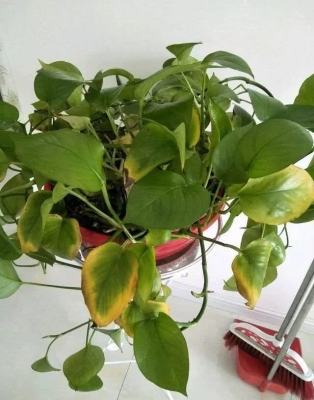 赤峰花店綠蘿市場電話多少號-第1張圖片