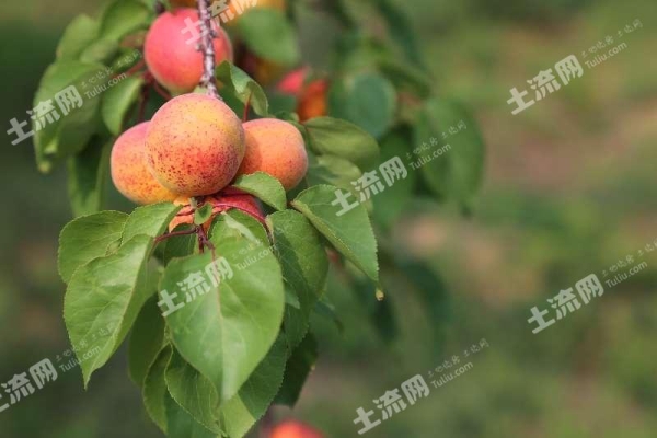 赤峰水果供貨商電話號(hào)碼查詢-第1張圖片