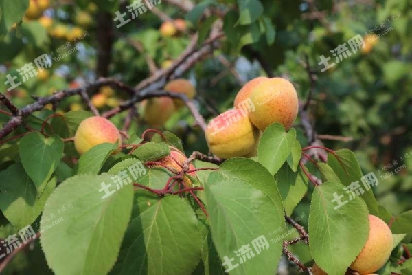 赤峰水果收購站電話號碼查詢-第1張圖片