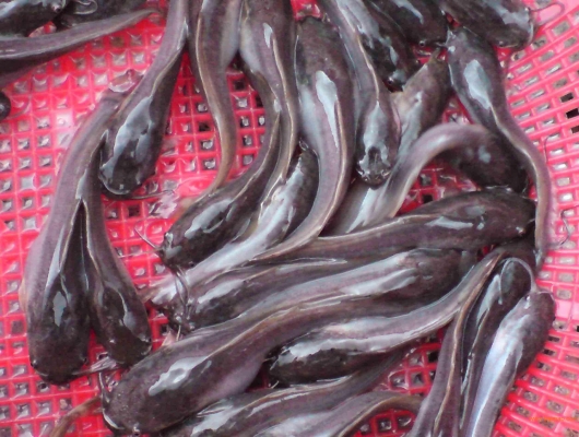 赤峰膨化玉米批發(fā)市場(chǎng)電話號(hào)碼-第1張圖片