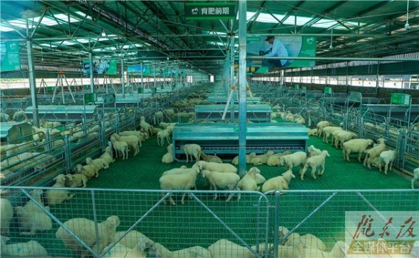 赤峰地區(qū)羊舍出租電話是多少號-第1張圖片