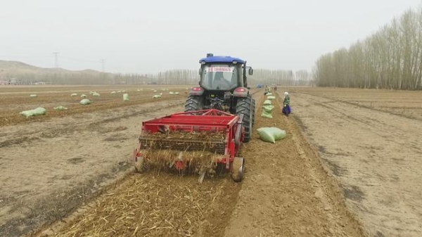 赤峰市板藍根出售電話號碼查詢-第1張圖片