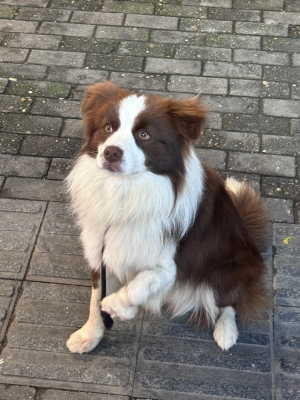 赤峰附近邊牧養(yǎng)殖場電話號碼-第1張圖片