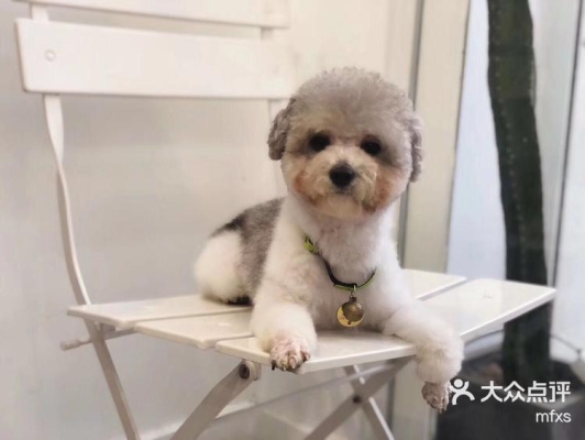 赤峰樂派寵物店電話地址查詢-第1張圖片