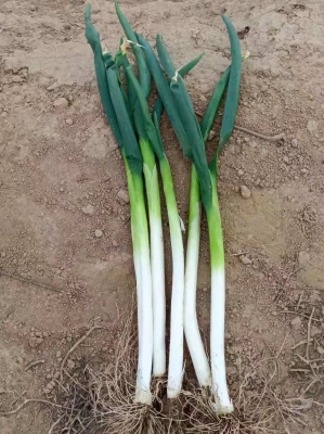 赤峰收蔥的老板電話號(hào)碼是多少-第1張圖片