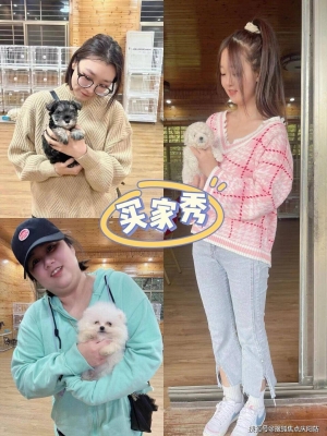 赤峰寵物店泰迪出售電話號碼-第1張圖片