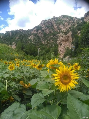 赤峰家峪種豬場電話地址查詢-第1張圖片