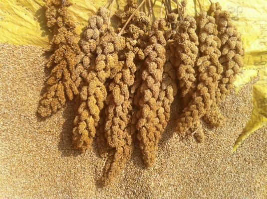 赤峰屠宰場(chǎng)價(jià)格查詢電話號(hào)碼-第1張圖片