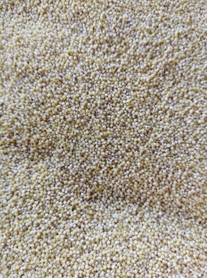 赤峰林西有谷子店嗎電話號碼-第1張圖片