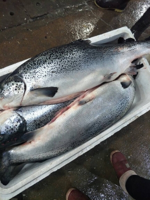 赤峰賣三文魚進貨電話號碼-第1張圖片