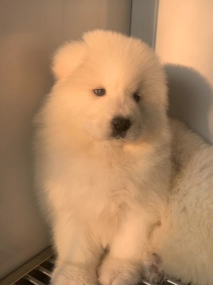 赤峰貓咪洗護基地電話地址查詢-第1張圖片