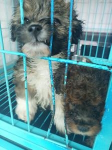 赤峰剪毛狗狗團購電話多少啊-第1張圖片