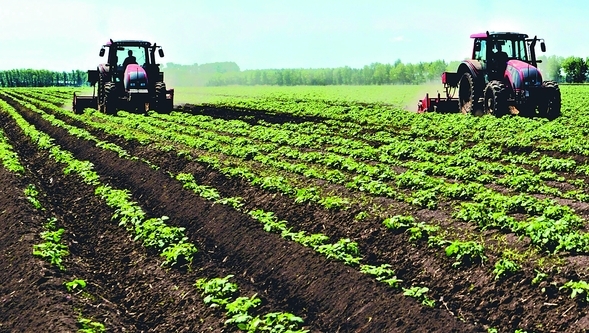 赤峰市土豆育苗基地電話號碼-第1張圖片