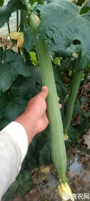 赤峰絲瓜鮮花生產(chǎn)商電話號碼-第1張圖片