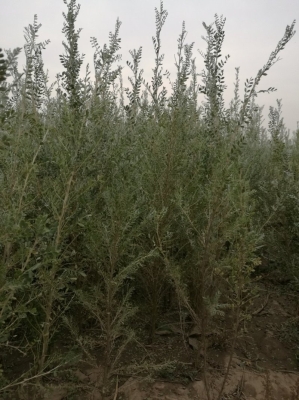 赤峰檸條草廠家直銷電話號(hào)碼-第1張圖片