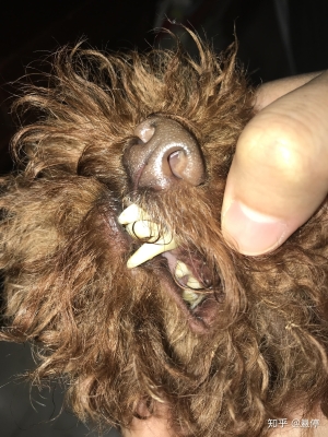 赤峰有蛇的寵物店電話號(hào)碼-第1張圖片