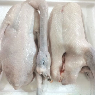 赤峰黑棕鵝批發(fā)廠家電話號碼-第1張圖片