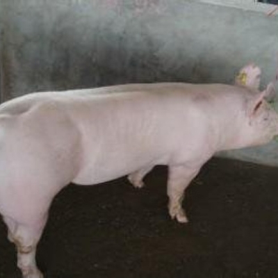 赤峰二元母豬場電話地址查詢-第1張圖片