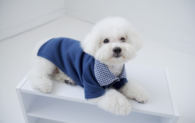 赤峰比熊狗市場(chǎng)地址電話號(hào)碼-第1張圖片