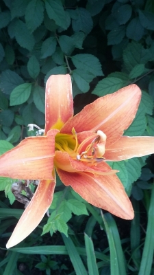 赤峰凡茜美容院地址電話號(hào)碼-第1張圖片