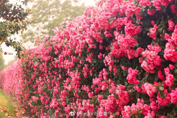 赤峰薔薇工作室電話號(hào)碼查詢-第1張圖片