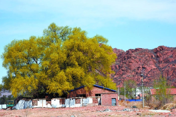 赤峰西城市場白梨店電話號碼-第1張圖片