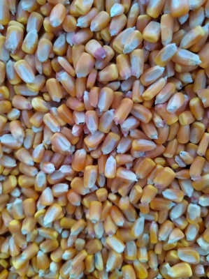 赤峰維多利大麥店電話多少號-第1張圖片