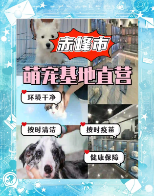 赤峰狗狗造型團購電話多少號-第1張圖片