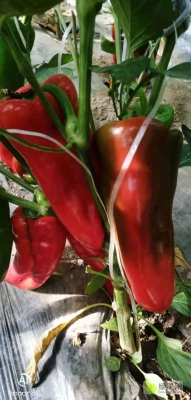 赤峰新惠鎮(zhèn)飯店電話多少號-第1張圖片