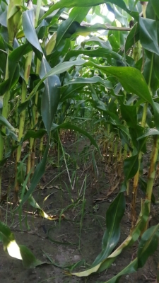 赤峰膠針批發(fā)市場電話號碼-第1張圖片