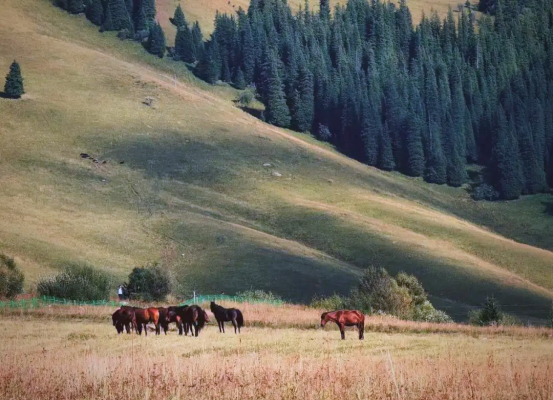 赤峰國鵬汽修廠電話地址查詢-第1張圖片