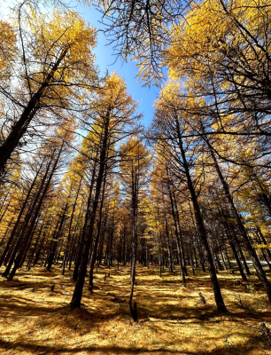大連到赤峰拼車電話-第1張圖片