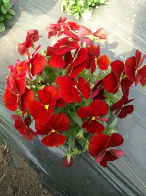 赤峰三色鼠尾草商家電話號碼-第1張圖片