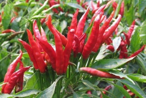 赤峰承包菜園電話地址是多少號-第1張圖片