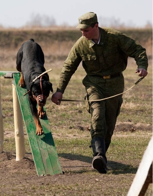 赤峰市軍犬基地電話地址查詢-第1張圖片