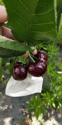 赤峰紅櫻桃團(tuán)購(gòu)電話號(hào)碼查詢-第1張圖片