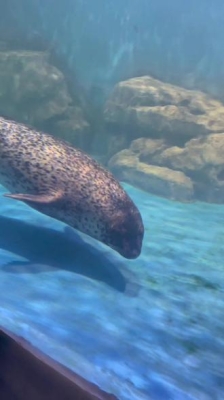 赤峰新城海洋館電話多少號-第1張圖片