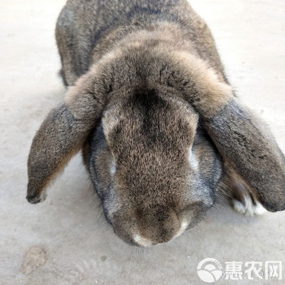 赤峰月兔裝修公司電話號(hào)碼查詢(xún)-第1張圖片