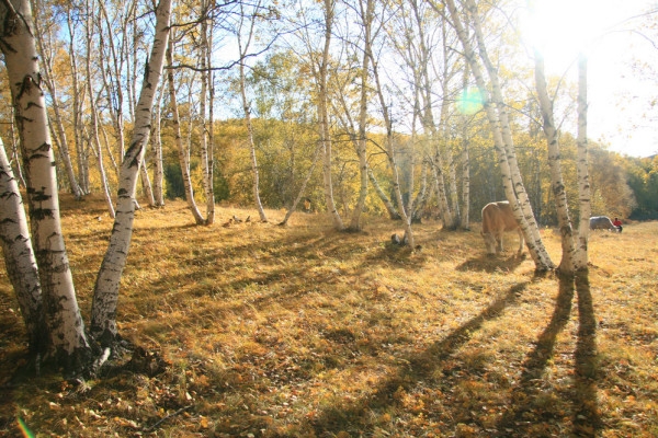 赤峰市越野車隊(duì)地址電話號(hào)碼-第1張圖片