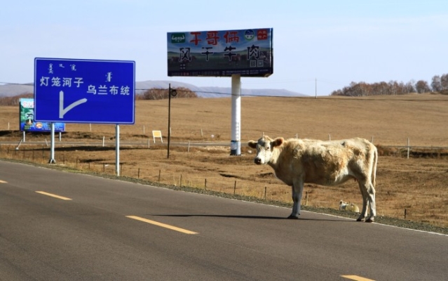 赤峰大街收狗電話地址是多少號(hào)-第1張圖片