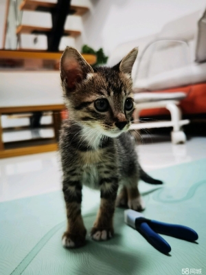 赤峰同城領(lǐng)養(yǎng)貓貓電話號碼查詢-第1張圖片