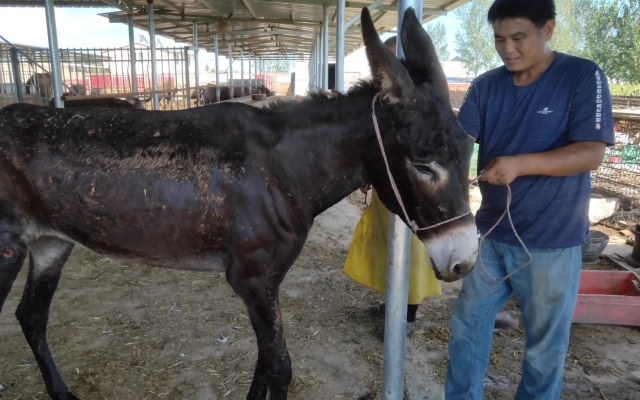 赤峰毛驢屠宰場電話號碼查詢-第1張圖片