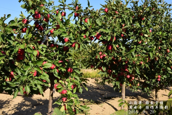 赤峰橋北純果園電話號碼查詢-第1張圖片