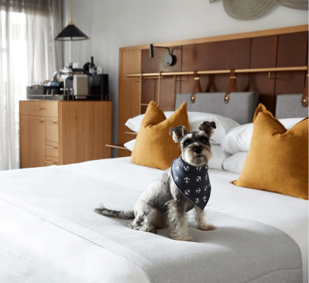 赤峰萬達附近寵物酒店電話號碼-第1張圖片