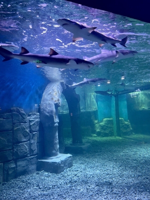 赤峰美吉樂樂園地址電話號碼-第1張圖片