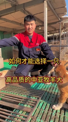 赤峰中亞牧羊犬基地電話號碼-第1張圖片